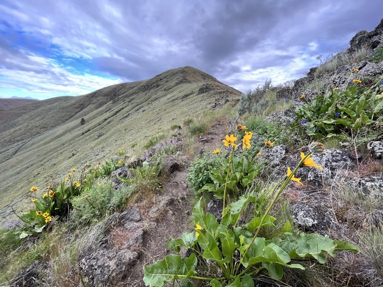 Rattlesnake Dance Ridge Trail by kellalyn Rattlesnake Dance Ridge Trail by kellalyn
