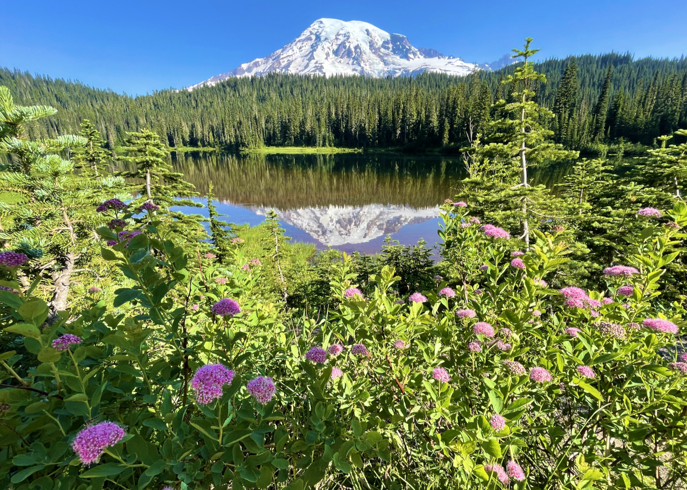 Purple flowers bloom in front of a lake perfectly reflecting Mount Rainier's snowy top