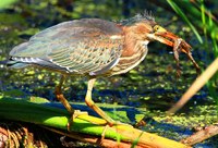 1st place flora and fauna - Green Heron