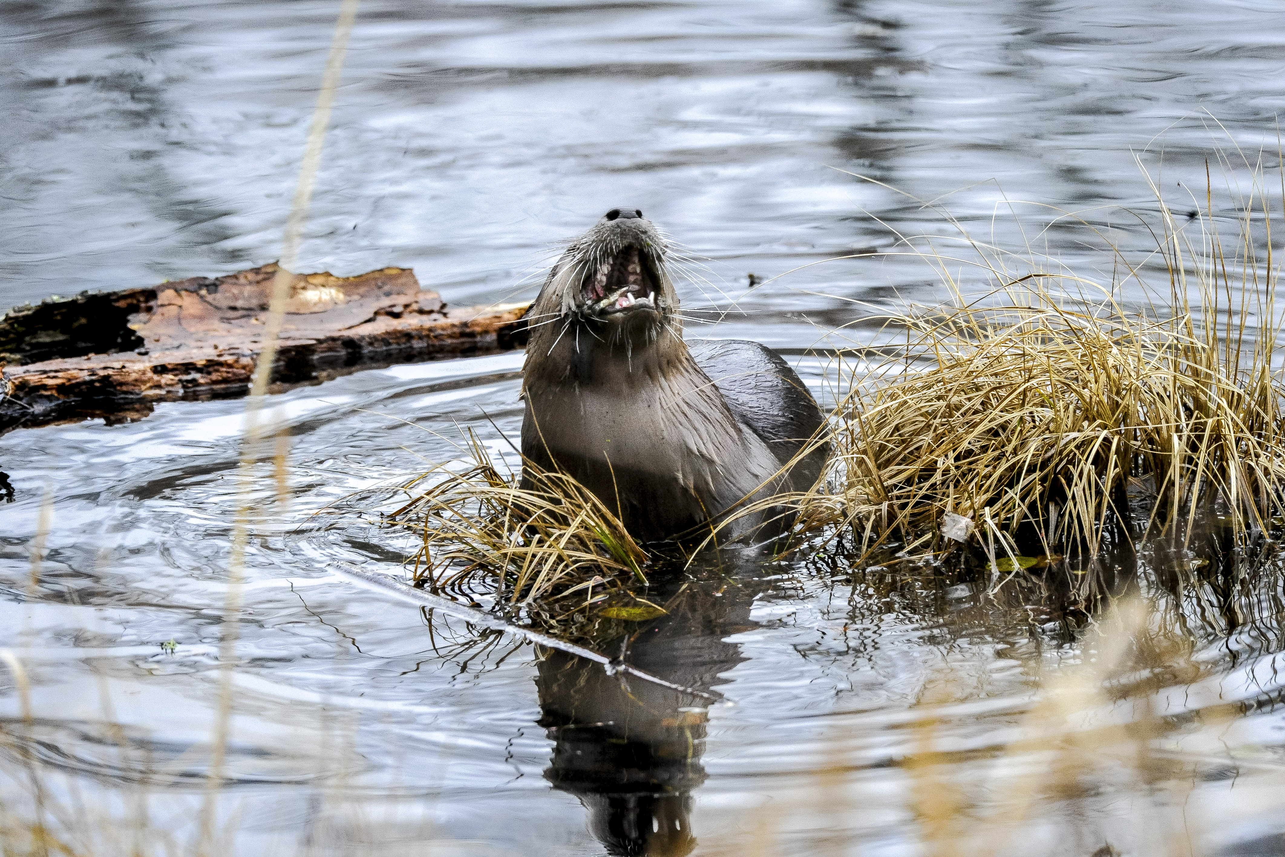 River Otter at Nisqually Wildlife Preserve Photo by Steven Robinson..jpg