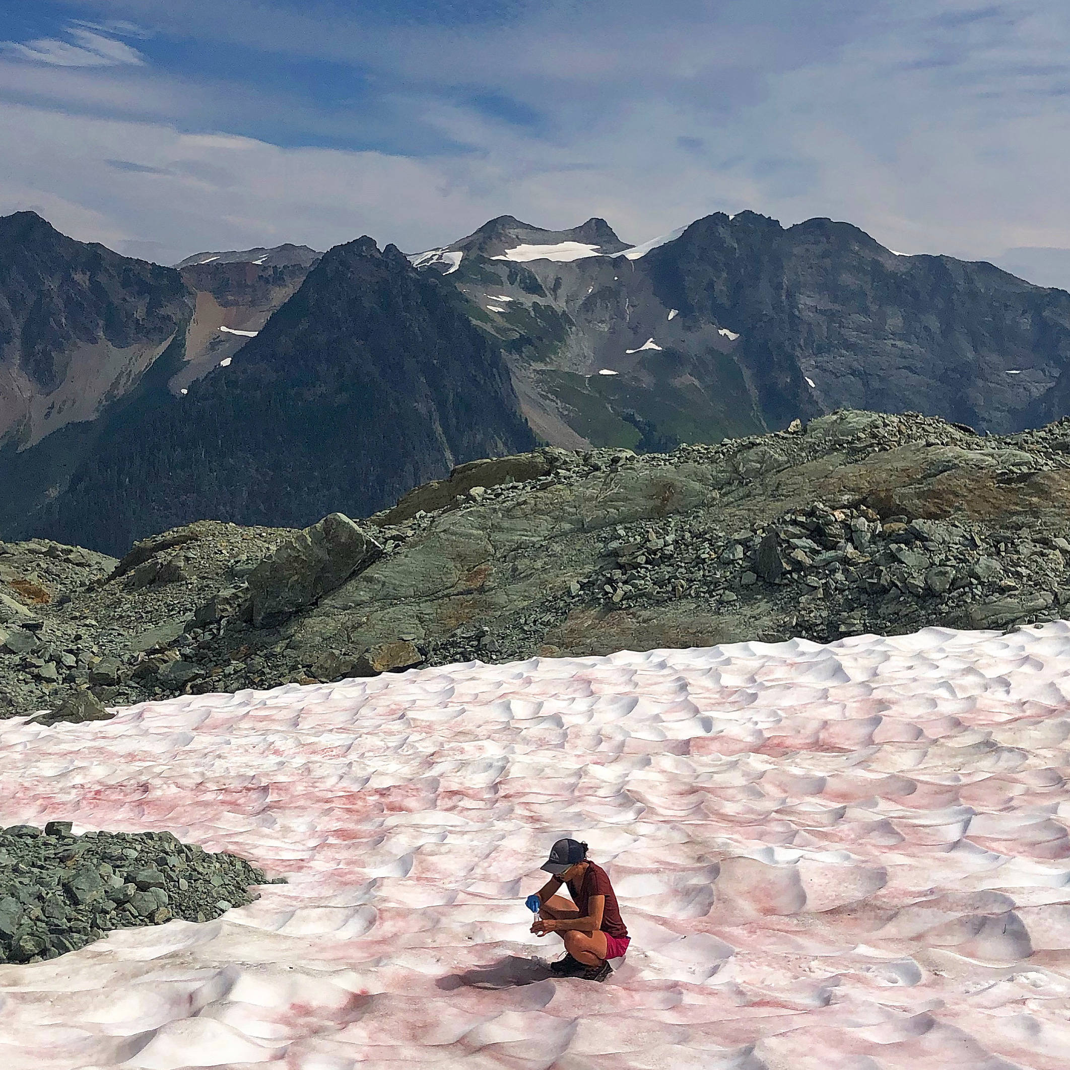 A researcher bends down on a patch of pink snow.