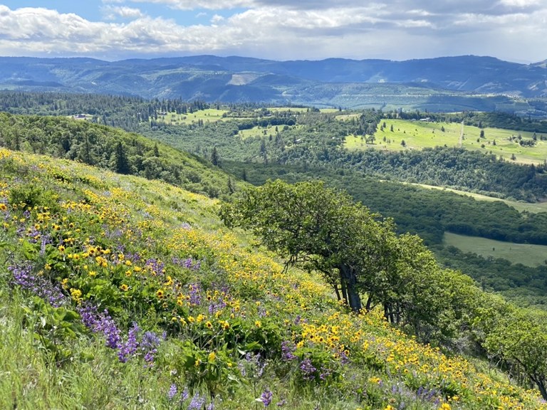 Rowena Plateau and Tom McCall Point by ZhuckYu Rowena Plateau and Tom McCall Point by ZhuckYu