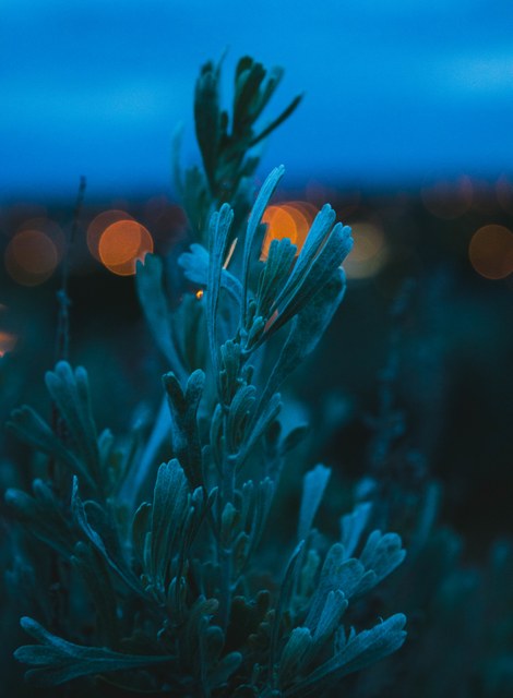 Sagebrush looks a silvery green and blue color in the twilight, with bright orange, blurry lights in the background. 