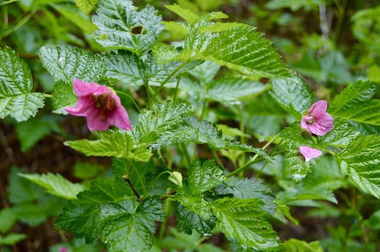 salmonberry Tony Teague.jpg