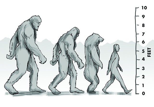 The gigantopithecus (far left) extinct for about 100,000 years, is the largest primate known to have existed. The chart shows the relative height of gigantopithecus, Sasquatch, grizzly bear and human.