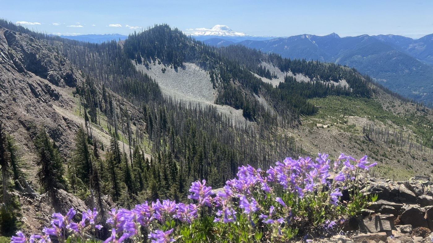 Purple wildflowers on a rocky ridge overlook layers of green, blue and snow-capped peaks
