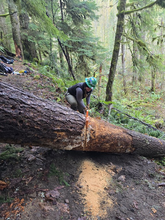 A WTA volunteer uses a saw to cut through a tree that had fallen across the trail. A woman in a green WTA hard hat uses a saw to cut through a large tree that had fallen across the trail.
