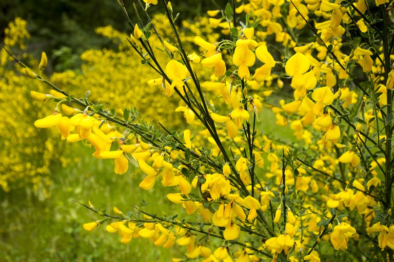 scotch broom_ani moreland.jpg scotch broom_ani moreland.jpg