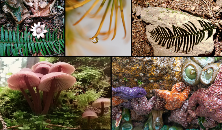 Nature Provides great inspiration. A photomosaic showing close up pictures of plants from our region.