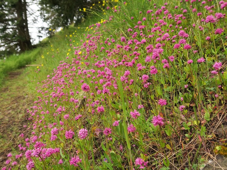 Pink sea blush flowers on a hillside with a trail in the background. 