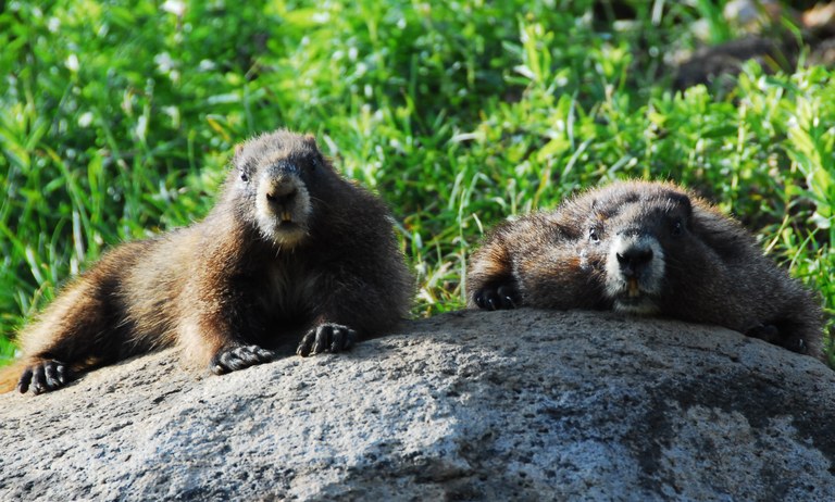 Two marmots relaxing on a rock together. Photo by Sergey Kushnarev.