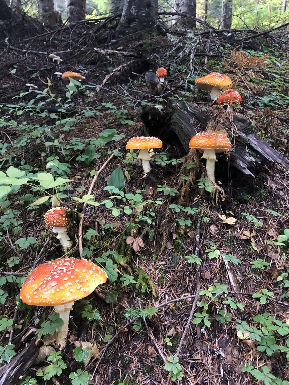 Wilderness Peak Loop. Photo by brad_f. Orange mushrooms with white dots.