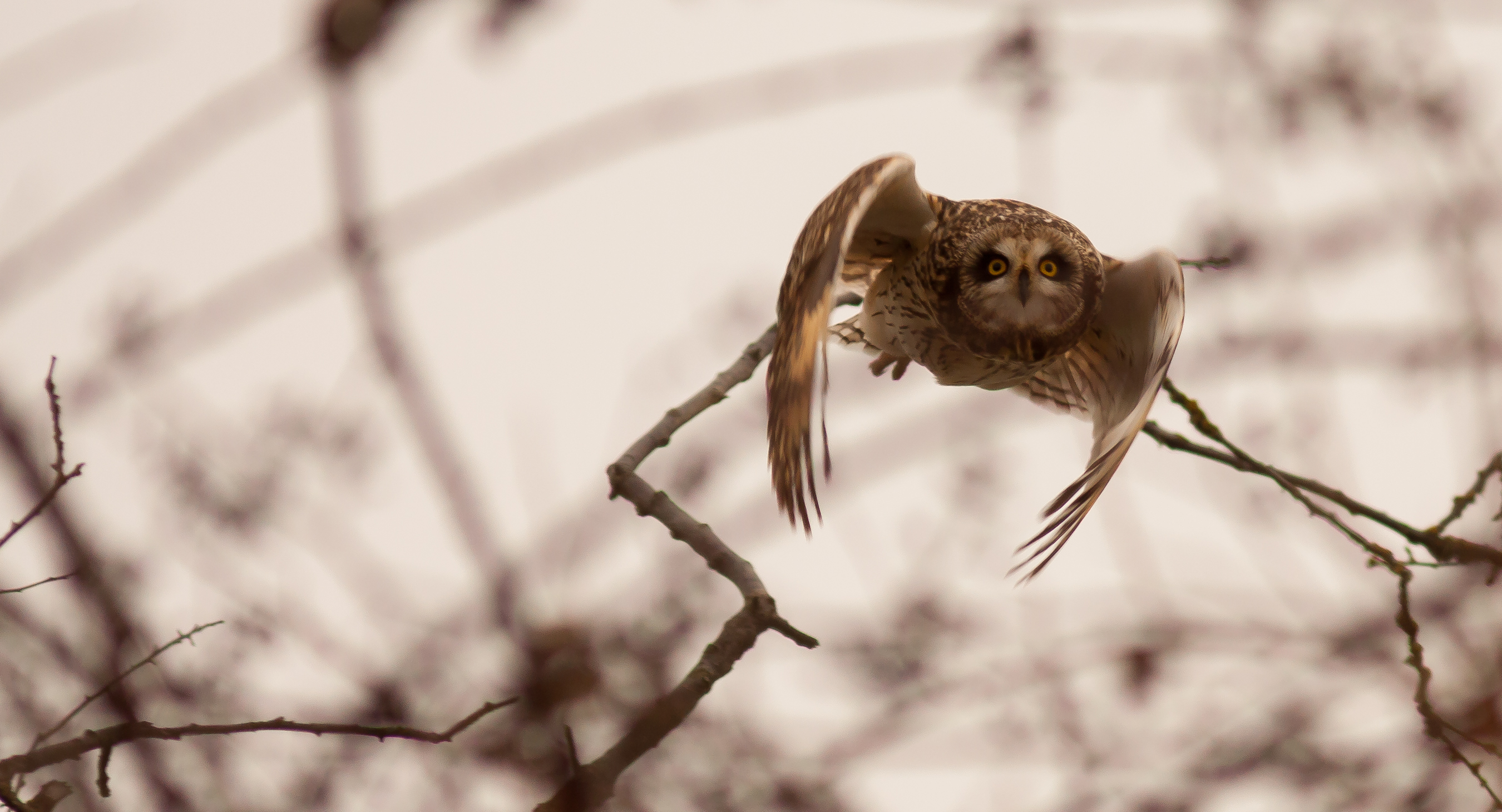 Short Eared Owl at Skagit Wildlife Area Photo by Michelle Thornton..jpg