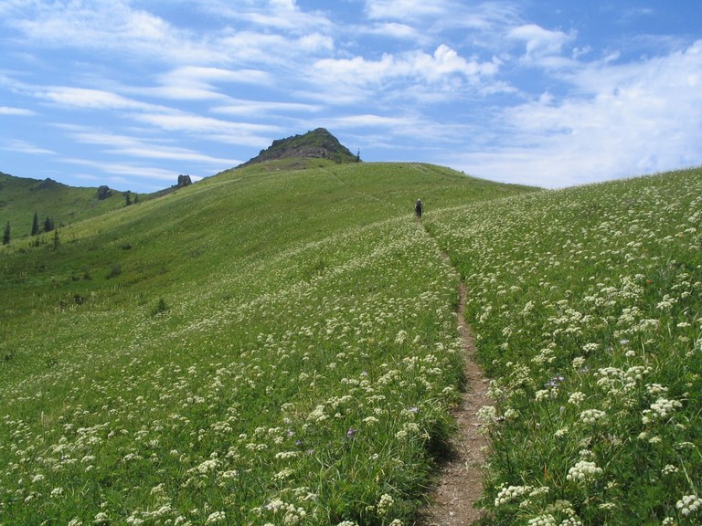 Silver Star, photo by Cheryl Hill A hiker walking along a trail through a meadow with white wildflowers, a hill in the background a wispy white clouds.