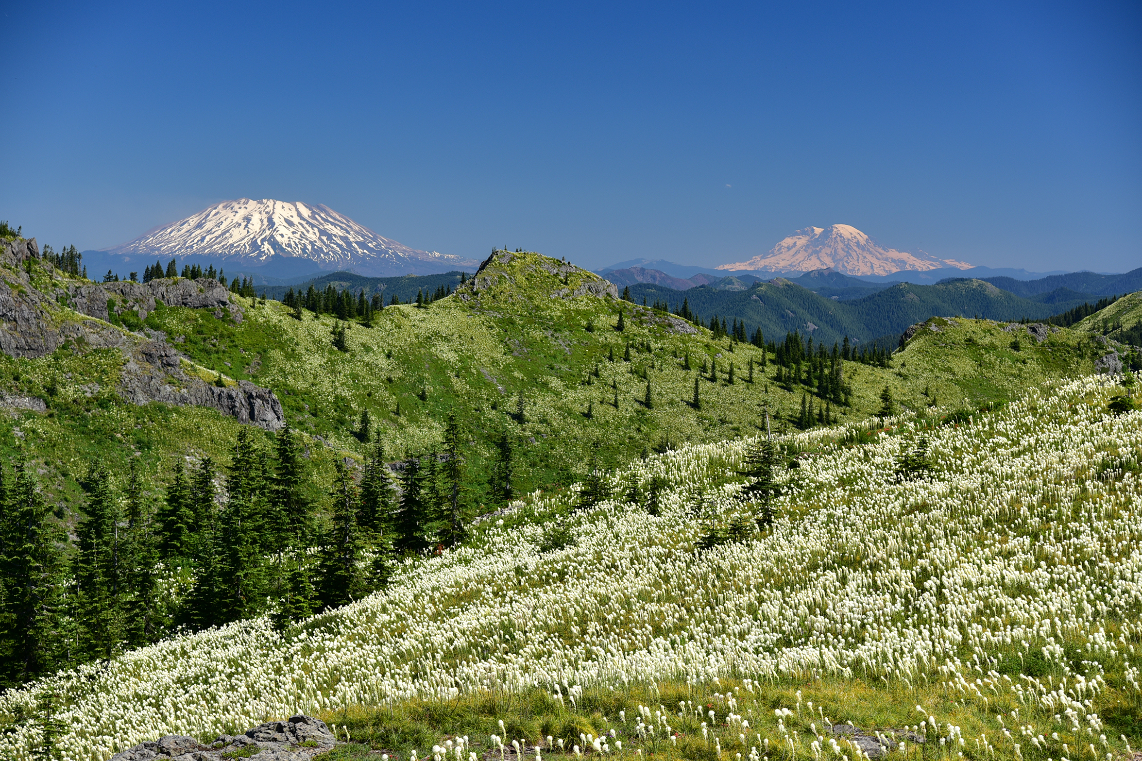 A beautiful view of Mt. Rainier and Mt. Adams in the background, tall beargrass in the foreground from a Silver Star mountain trail.