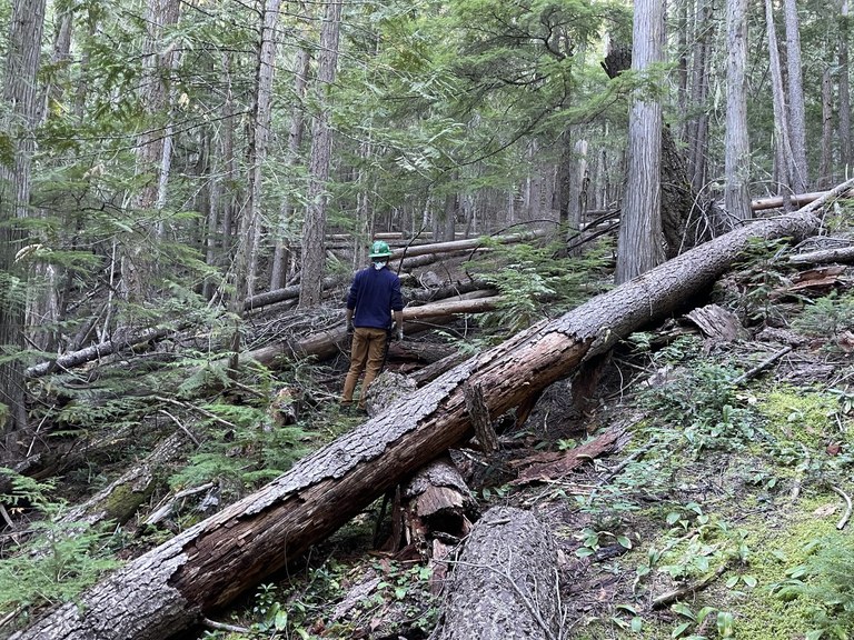 A WTA volunteer stands on a trail strewn with blowdowns.