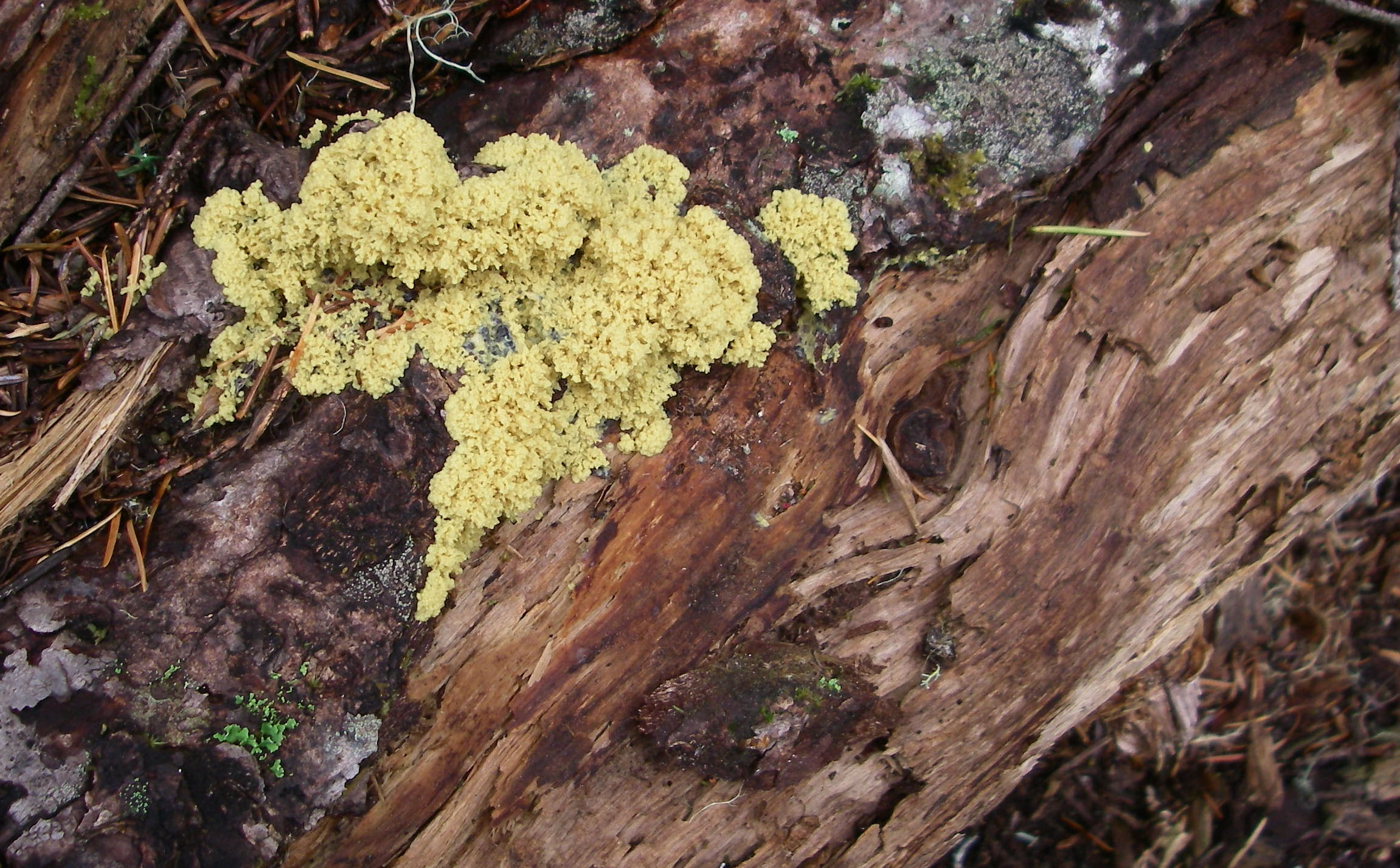 Slime mold Surprise Lake.jpg