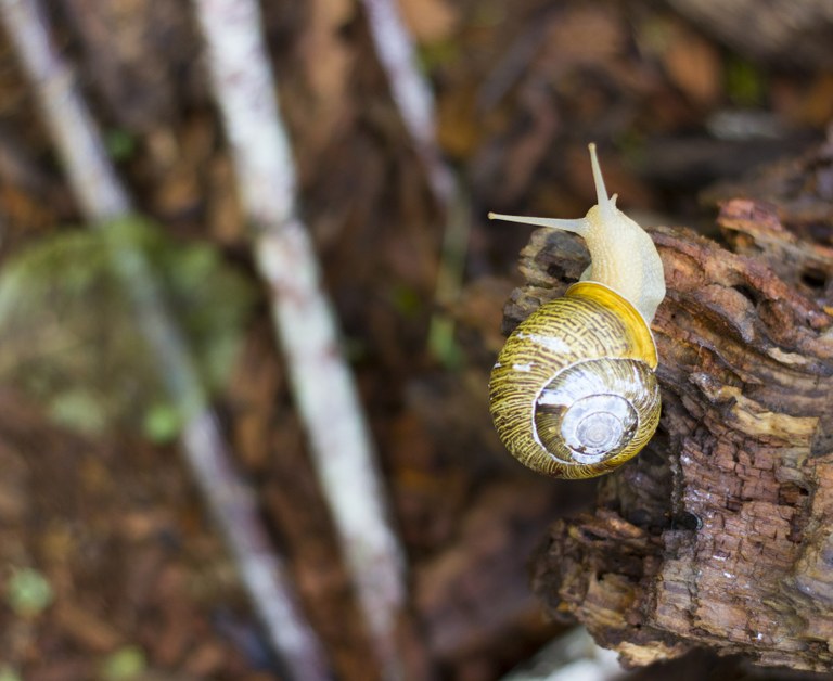 snail cape horn Junelle Lawry.jpg