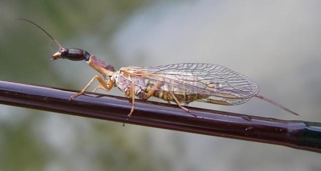 Snakefly.jpg