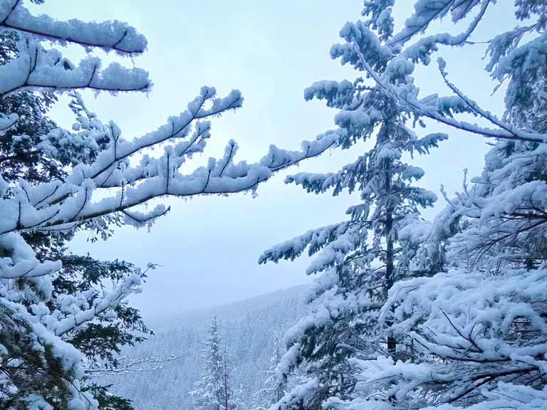 Snow by Muralee Raghavan.jpg