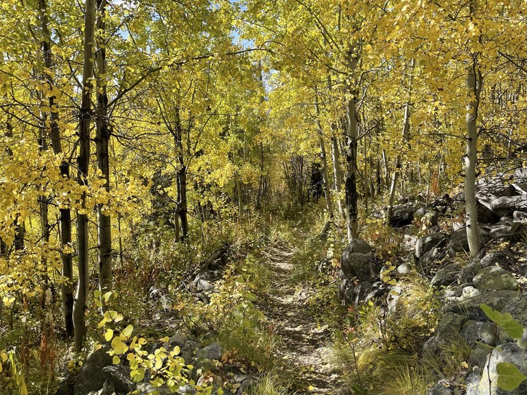 Yellow aspens along the Snow Peak trail. Photo by TrailKat.