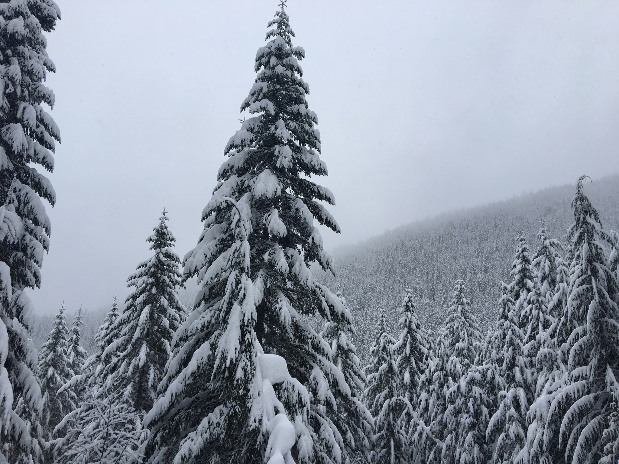 snowbowl.jpeg snowbowl.jpeg