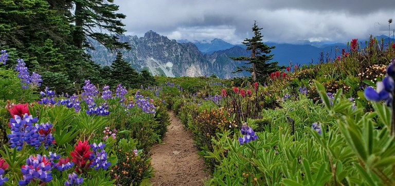Wildflowers growing along a trail, with mountains in the background. 