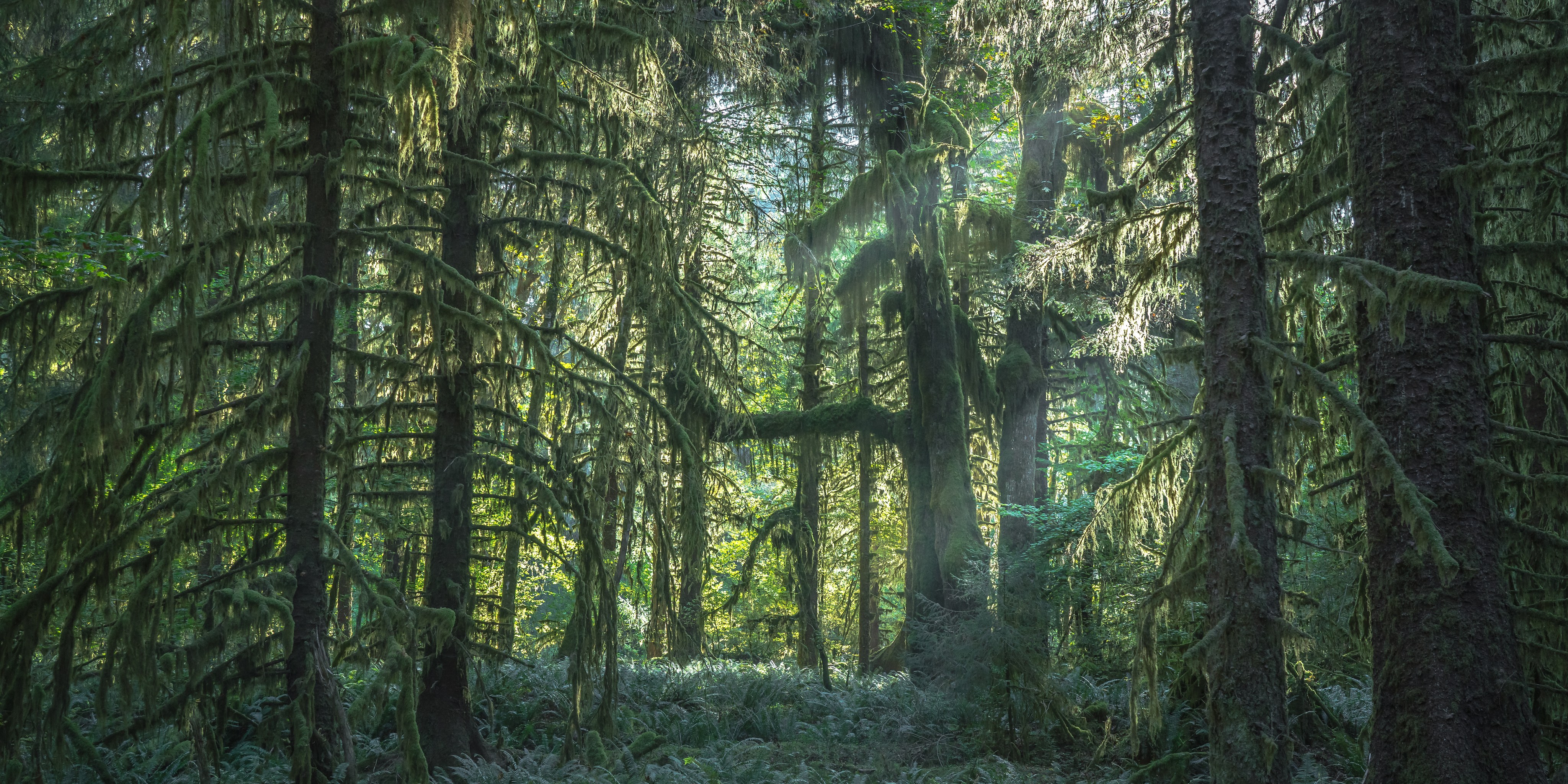 Sun shines through a forest with different layers of green from fern, moss, trees