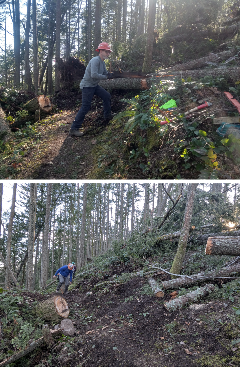 Before and after removing a blowdown on Squak Mountain. Photos by Liza Noworyta and Samantha Collins.