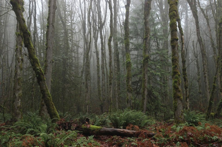 A forest shrouded in a thick fog