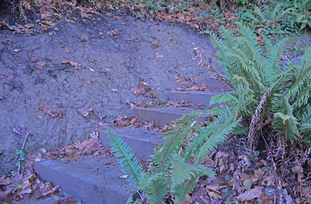 stairs-with-reveg.jpg stairs-with-reveg.jpg