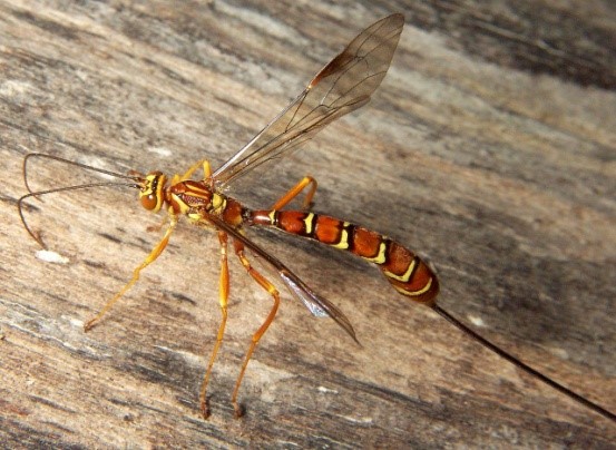 Stump Stabber Wasp.jpg