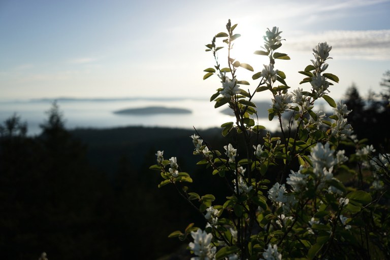 Sugarload by Marit Jensen.jpg