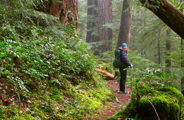 A hiker heads into the woods on the lush Suiattle River Trail. Photo by Randy G. 
