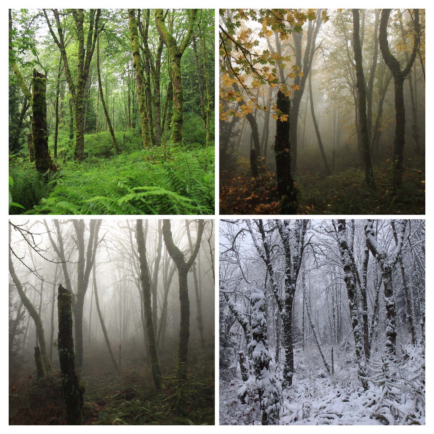 Collage of four photos of the same stand of trees shown: green with moss, with yellow leaves, bare branches with mist, covered in snow