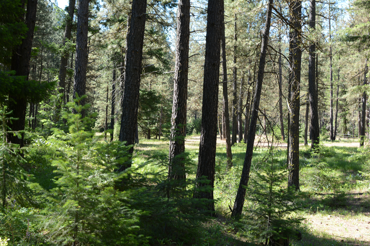 Teanaway Community Forest by Rachel Wendling