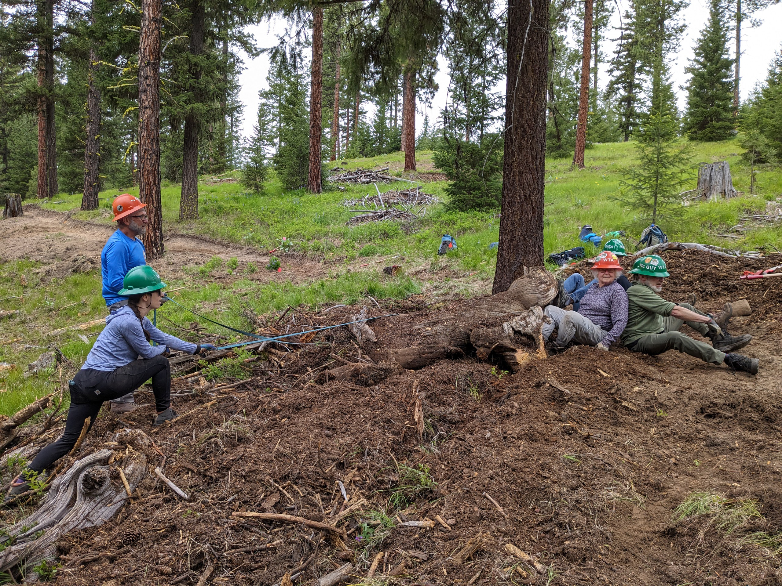 In an evergreen forest, four people in hard hats use straps and their bodies to move a fallen tree