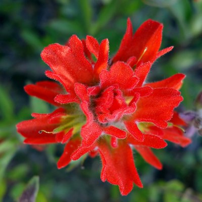 Wildflowers from Teanaway-area trails. Photo by M Lambe.