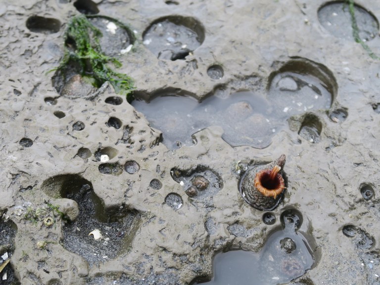 Tidepools in a rock on the beach at Double Bluff. Photo by trip reporter Muledeer.