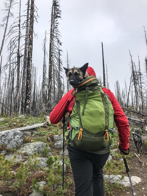 Tehya in a backpack Tehya catches a ride in a backpack after injuring their paw at Tiffany Mountain.