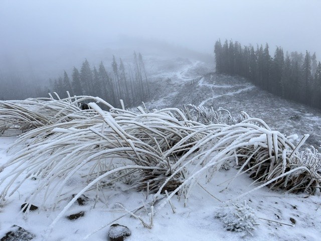 Snowy Tiger Mountain. Photo by trip reporter shegoat. Snow covered vegetation and trail on Tiger Mountain looking toward West Tiger 2 peak. Photo by trip reporter shegoat.