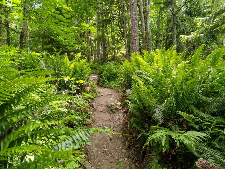 Thick ferns line a forested trail at Tiger Mountain