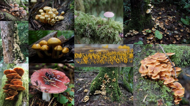 Tiger Mountain. Photo by Siddi. A photo collage of many mushrooms.