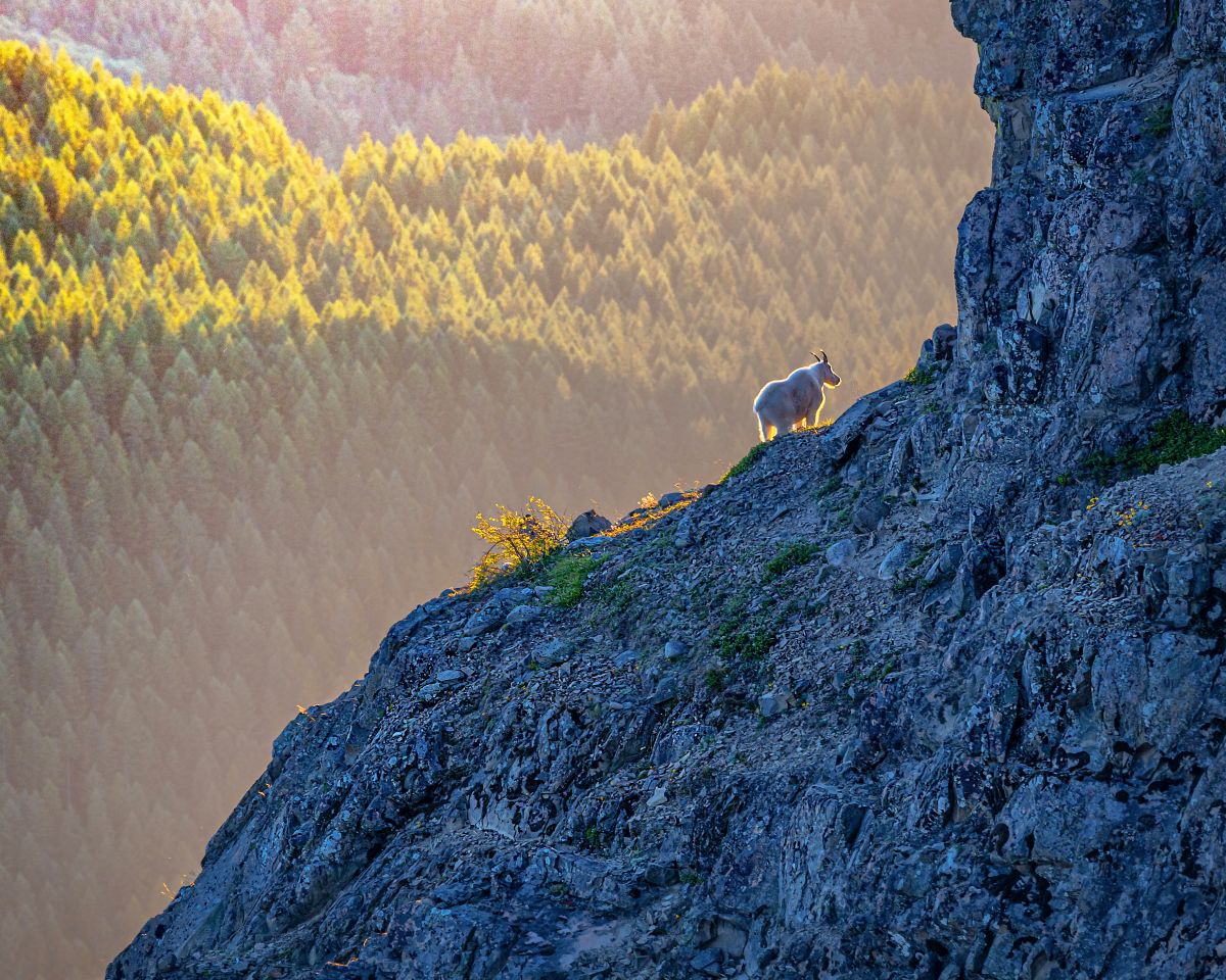 On a rocky face, the silhouette of mountain goat glows gold with the sun
