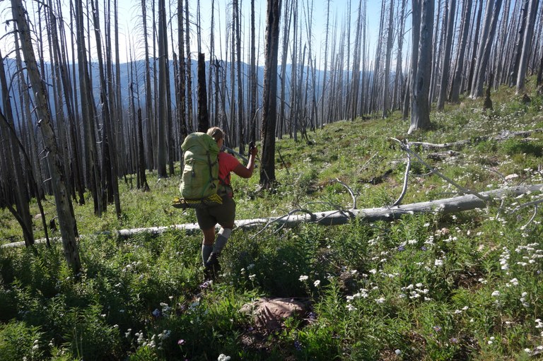 Trail down bunker hill. Photo by loowit..jpeg