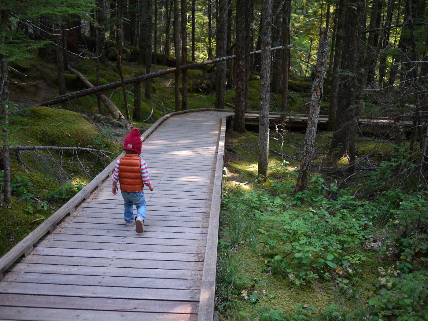 Toddler in a hat and puffy vest walks on a boardwalk through the forest