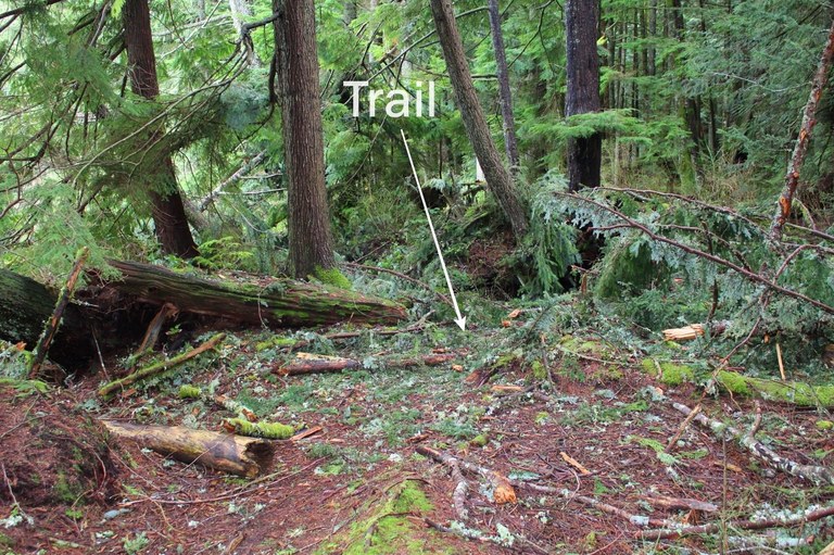 trail onehundredmilesayear.jpeg