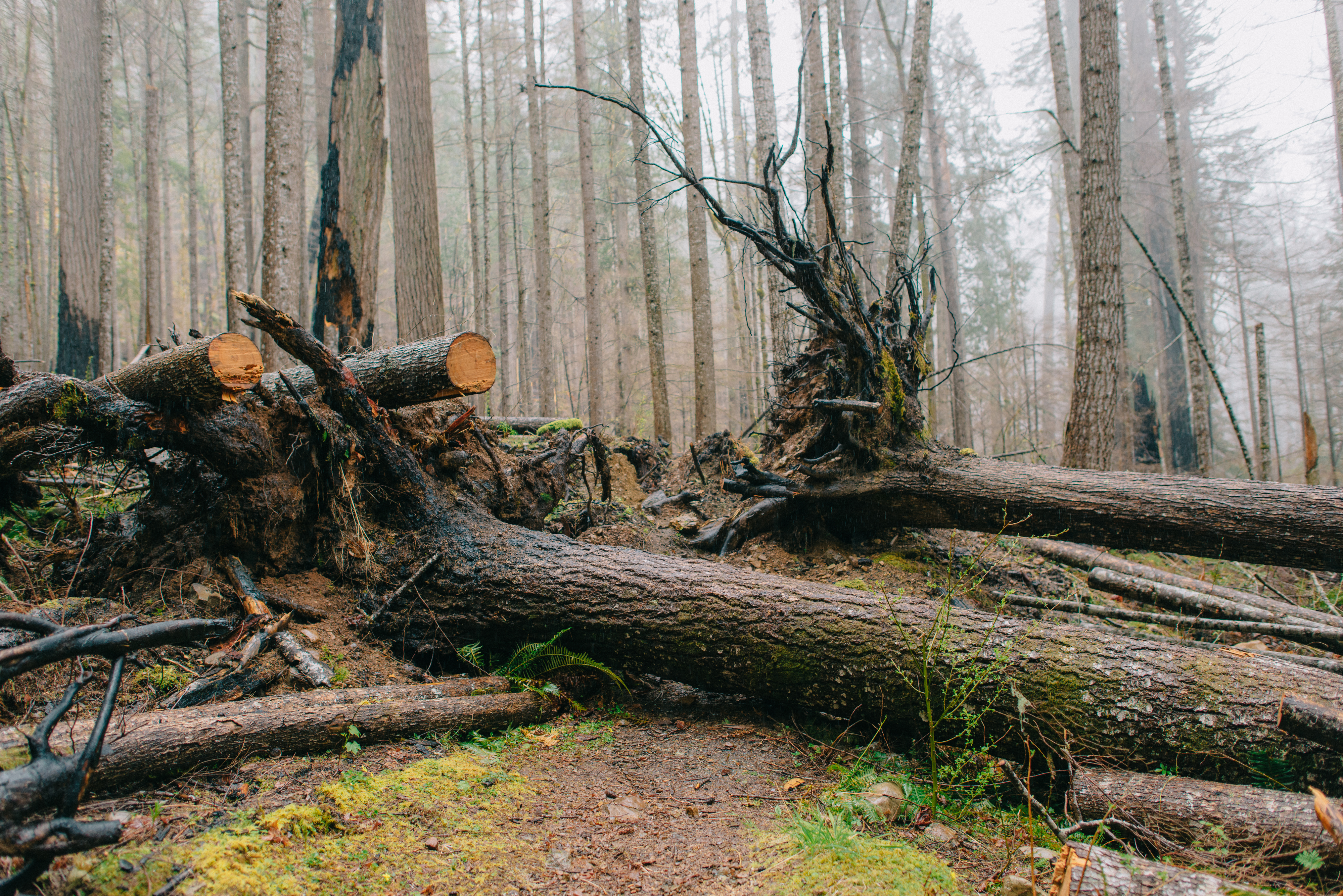 Two fallen trees with their roots in the air block a trail on a misty day