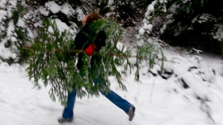 Christmas tree A child runs while holding a recently cut Christmas tree.