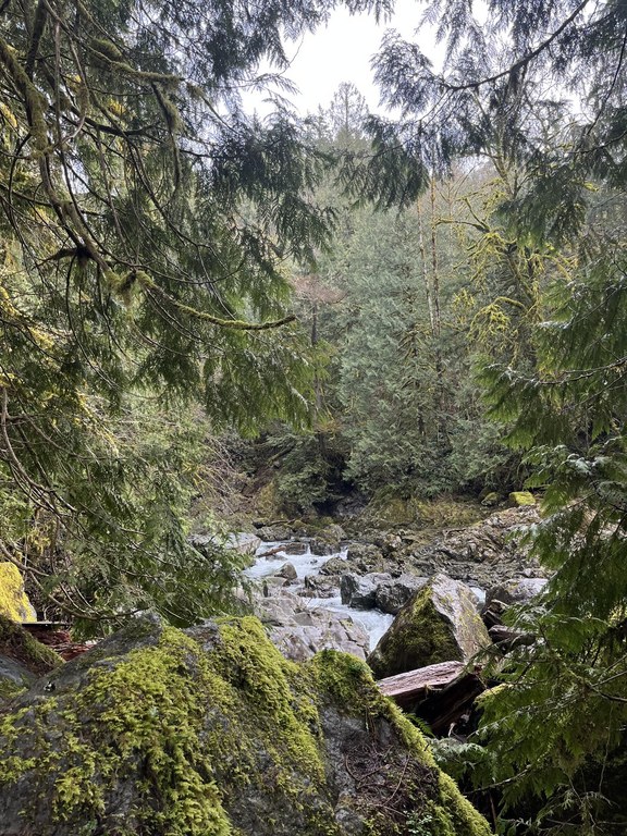 Creek and boulder surrounded by evergreens.